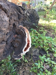 Heterobasidion annosum