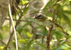 Vireo chivi