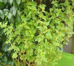 Xanthium orientale