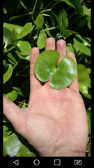 Regnellidium diphyllum