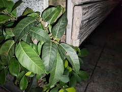 Ficus virens