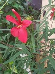 Abelmoschus moschatus