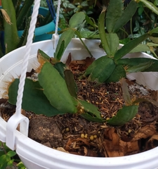 Rhipsalidopsis gaertneri