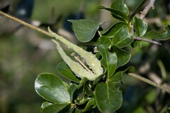 Pergularia daemia daemia