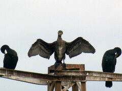 Phalacrocorax carbo