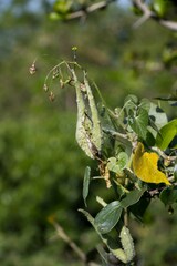 Pergularia daemia daemia