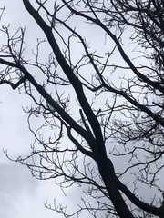 Ailanthus altissima