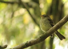 Lathrotriccus euleri