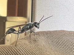 Chalybion bengalense