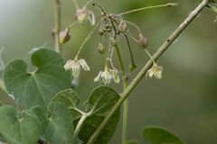 Pergularia daemia daemia