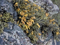 Pelvetia canaliculata
