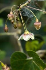 Pergularia daemia daemia