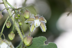 Pergularia daemia daemia