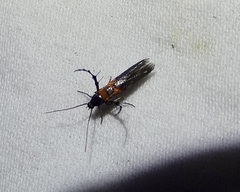 Aetole unipunctella