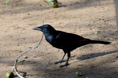 Onychognathus morio morio