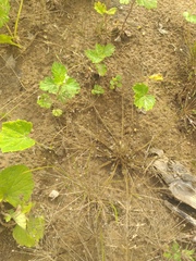 Androsace filiformis