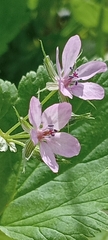 Erodium