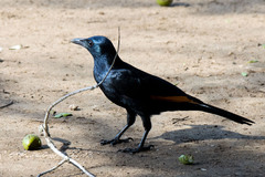 Onychognathus morio morio