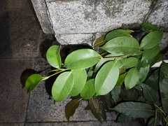 Ficus benjamina