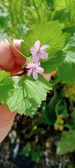 Erodium