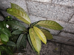 Ficus virens