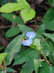 Commelina diffusa