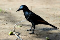 Onychognathus morio morio