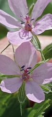Erodium