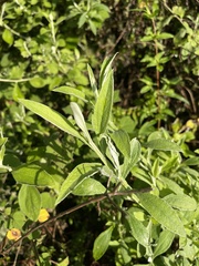 Helichrysum odoratissimum
