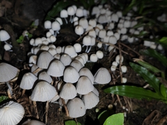 Coprinellus disseminatus