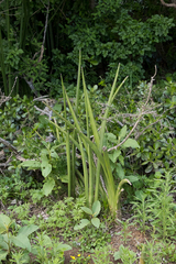 Sansevieria pearsonii
