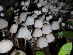 Coprinellus disseminatus