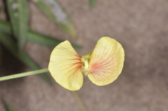 Macroptilium prostratum