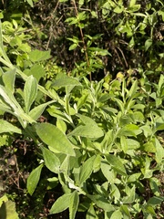 Helichrysum odoratissimum