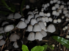 Coprinellus disseminatus