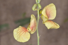 Macroptilium prostratum