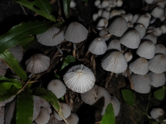 Coprinellus disseminatus