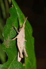 Desmoptera truncatipennis