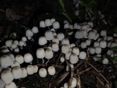 Coprinellus disseminatus