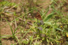 Junonia evarete