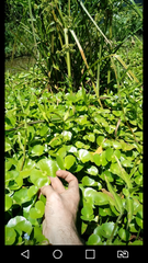 Regnellidium diphyllum