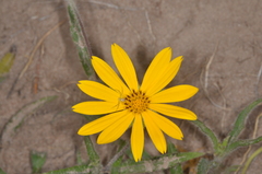 Aspilia montevidensis