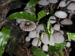 Coprinellus disseminatus