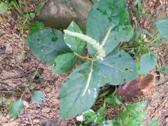 Achyranthes bidentata