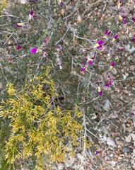 Gutierrezia microcephala