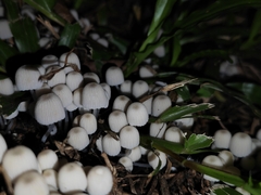 Coprinellus disseminatus