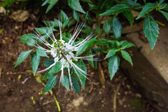 Orthosiphon aristatus