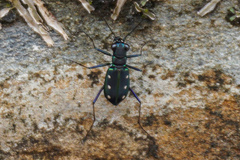 Cicindela flavomaculata