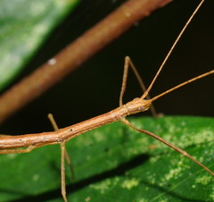Sipyloidea larryi