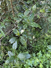 Rhamnus prinoides